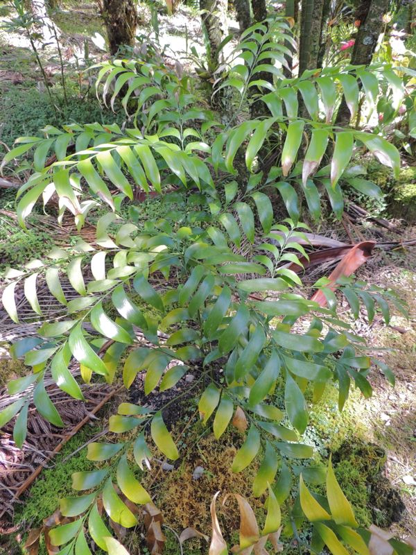 Bowenia spectabilis plant.jpg