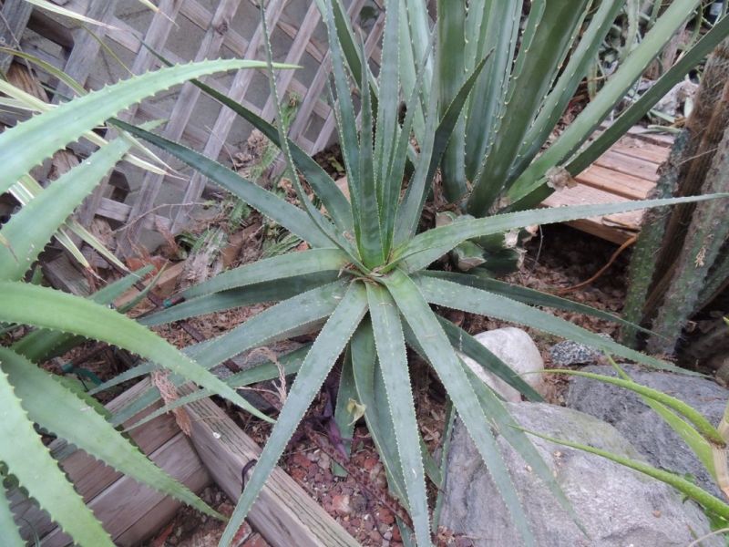 Aloe succotrina 1-13 p2.jpg