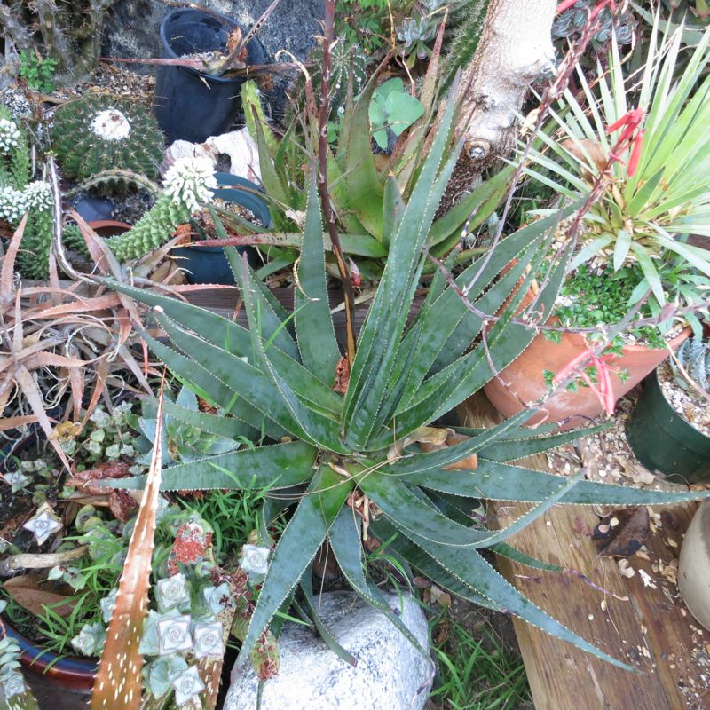 Aloe succotrina 3-12 p12.jpg