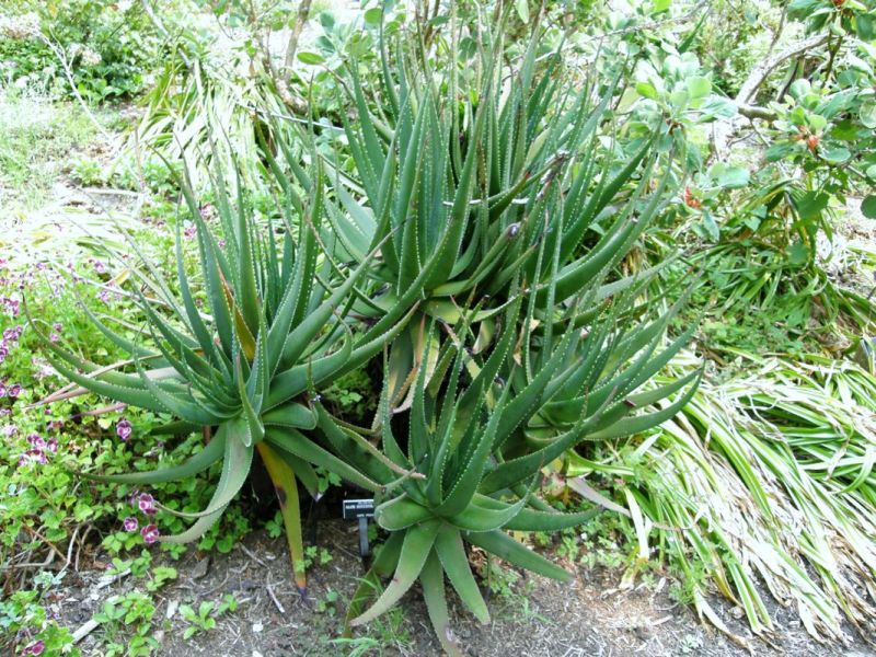 Aloe succotrina GGP 2.jpg