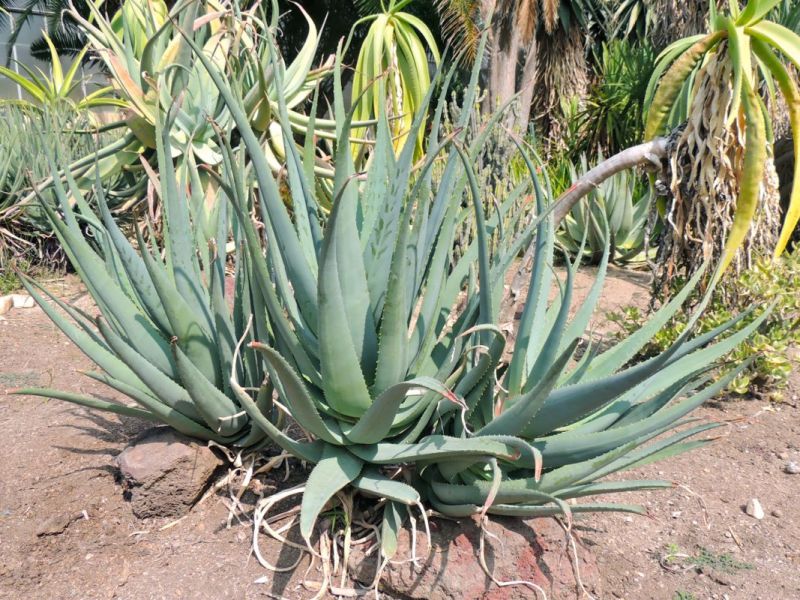 Aloe succotrina shot in fall H.jpg