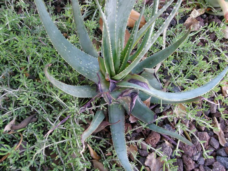Aloe succotrina leaf theft 12-10.jpg