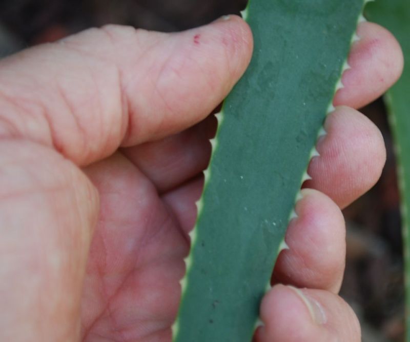Aloe succotrina leaf detail.jpg