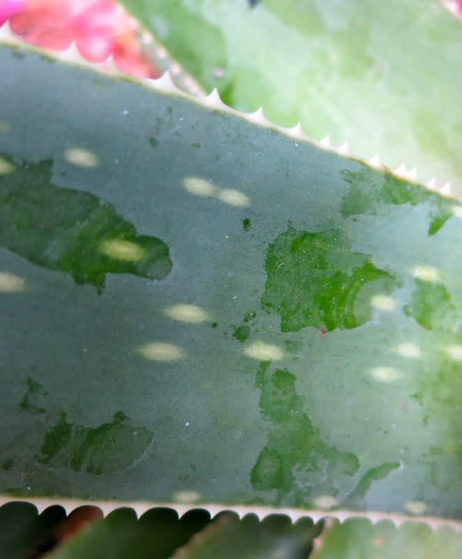 Aloe succotrina teeth.jpg