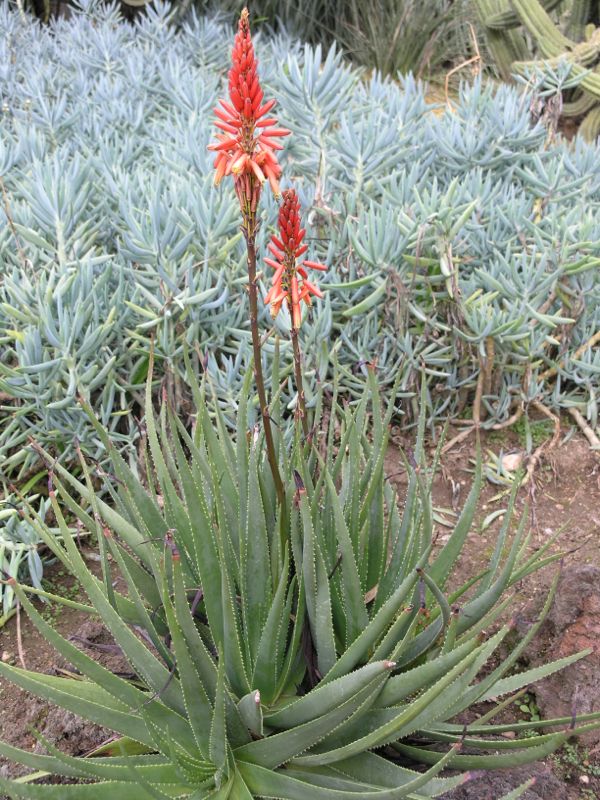 Aloe succotrina feb 2.jpg
