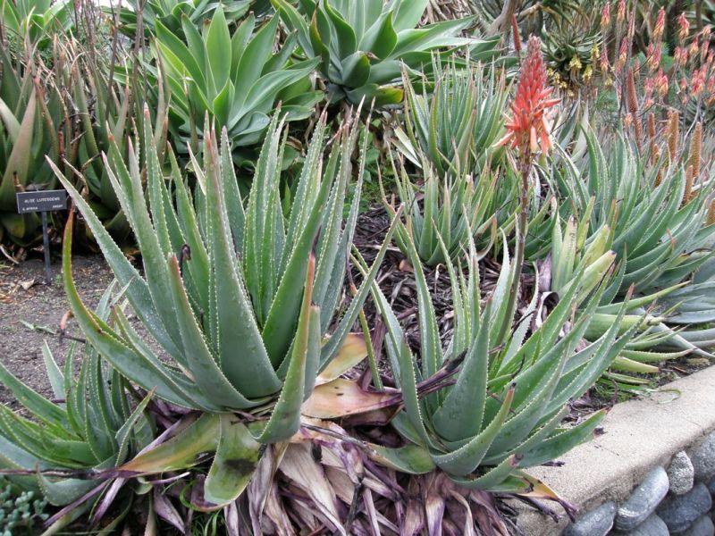 Aloe succotrinas.jpg