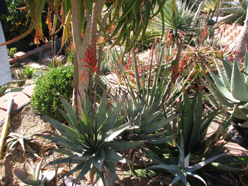 Aloe succotrinas in flower Bob.jpg