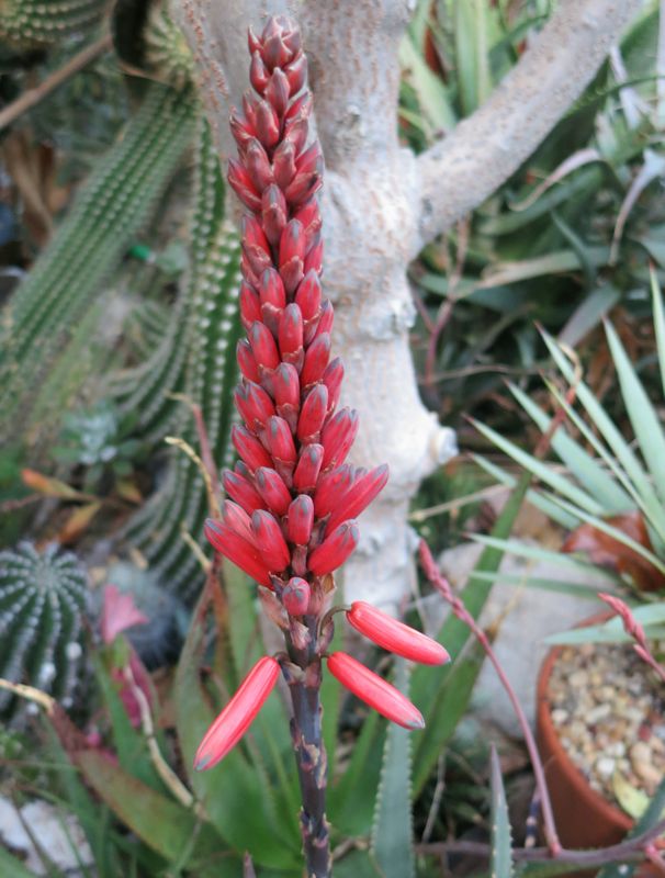 Aloe succotrina bloom after dusk 1-12.jpg