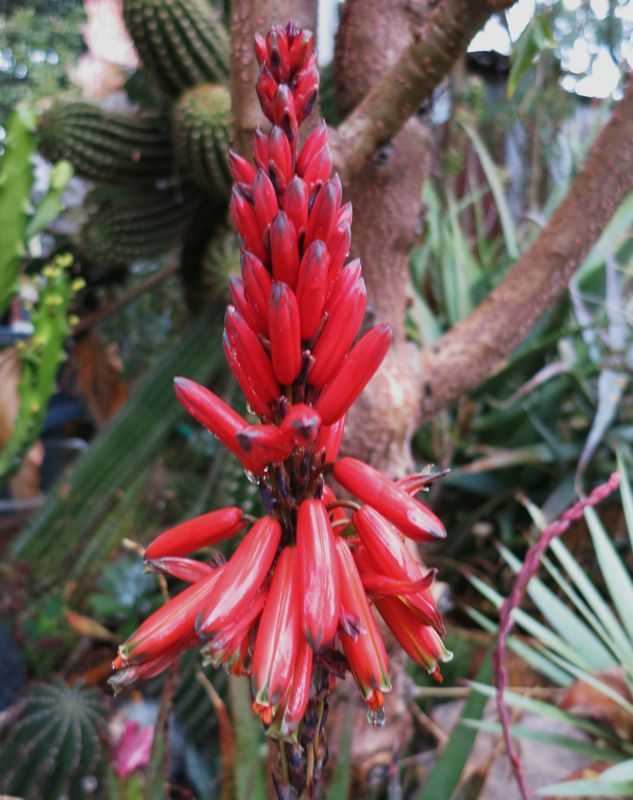 Aloe succotrina flowrs close up 1-12.jpg