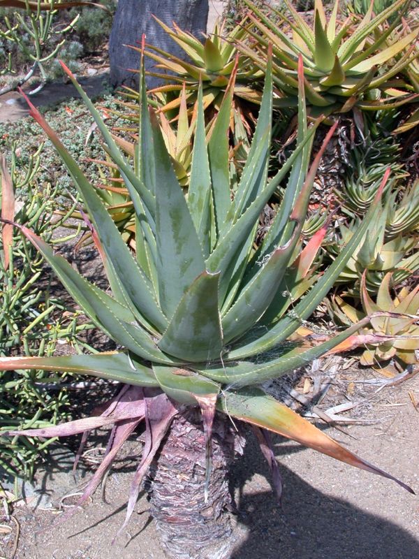 Aloe succotrina Qu.jpg