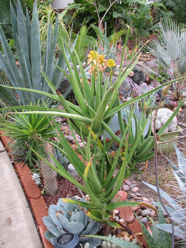 Aloe Medusa still in flower 12-07.jpg