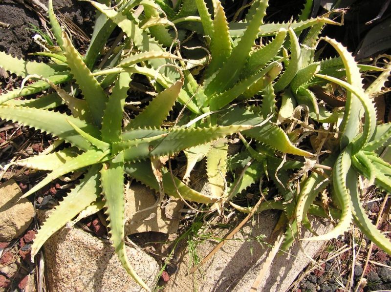 Aloe tororoana LL.jpg