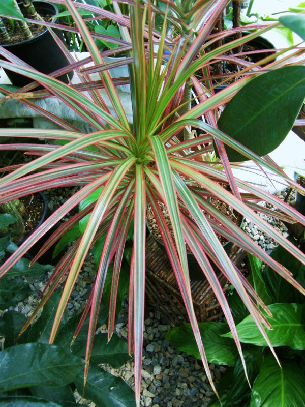 Dracaena marginata tricolor Sperling closer.jpg