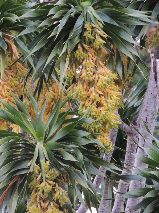 Dracaena rockii aka Chrysodracon auwahiensis flowering AKA Hale-pepe.jpg