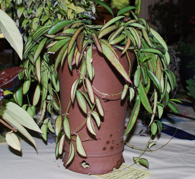 Hoya pottsii aka angustifolia intercity11.JPG