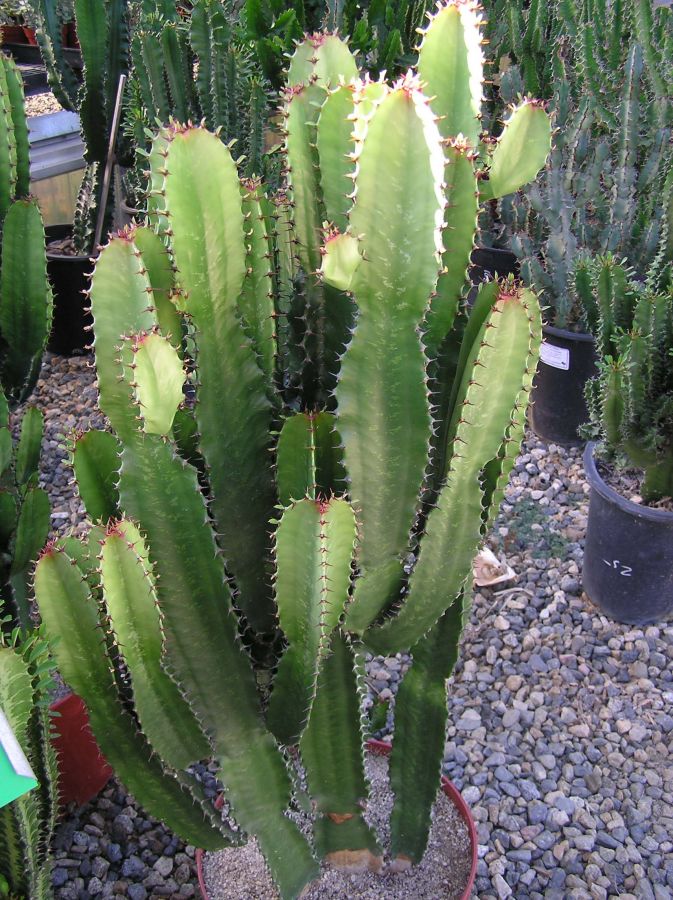Euphorbia acurensis Tr Cathedral cactus SHRUNK.jpg