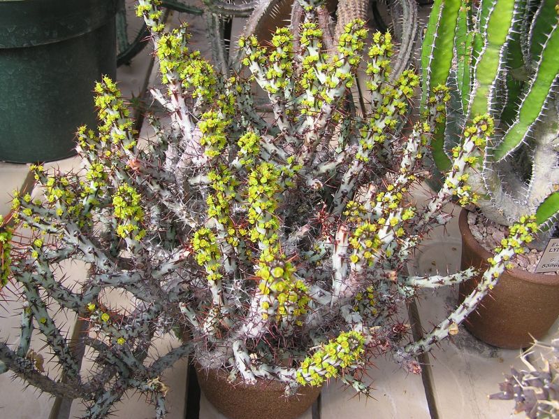 Euphorbia aeruginosa H1.JPG