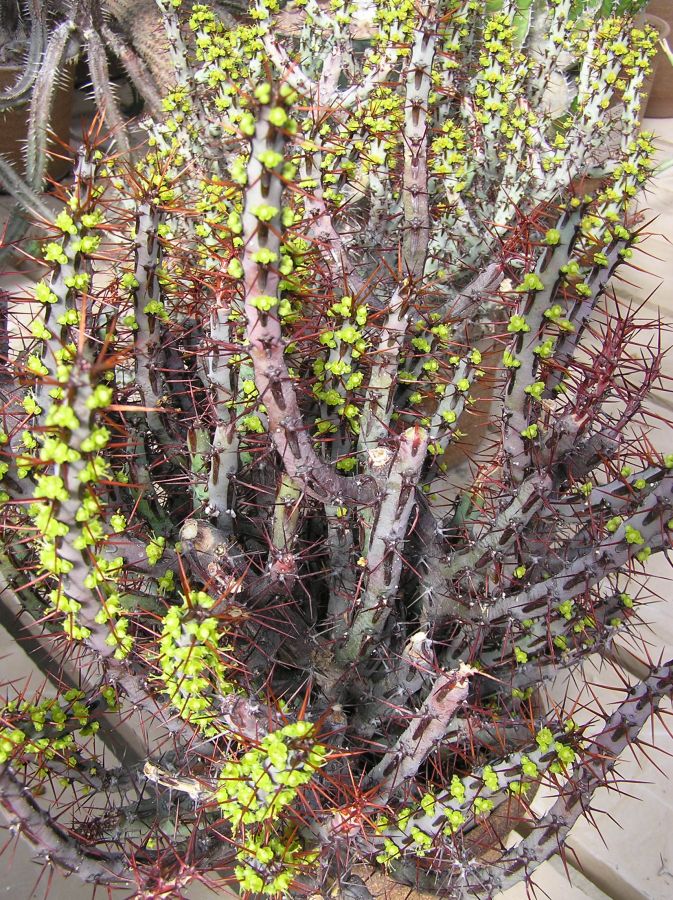 Euphorbia aeruginosa H2.JPG