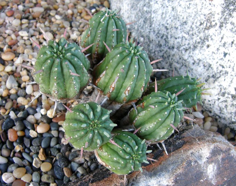 Euphorbia aggregata 1-08.JPG
