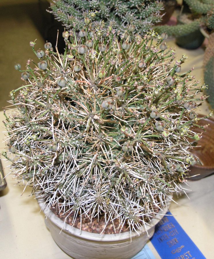 Euphorbia albertensis CSS.JPG