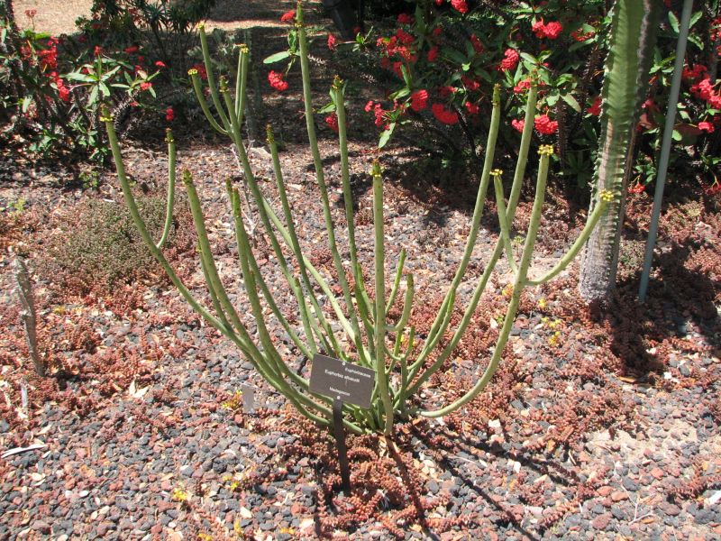 Euphorbia alluaudii LL.jpg