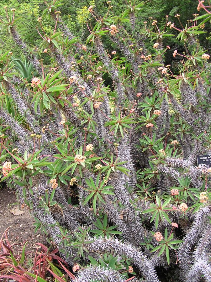 Euphorbia ambohipotsiensis.JPG