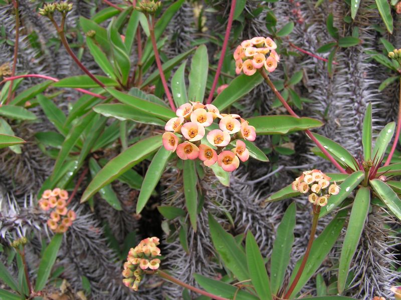 Euphorbia ambohipotsiensis flowers.JPG