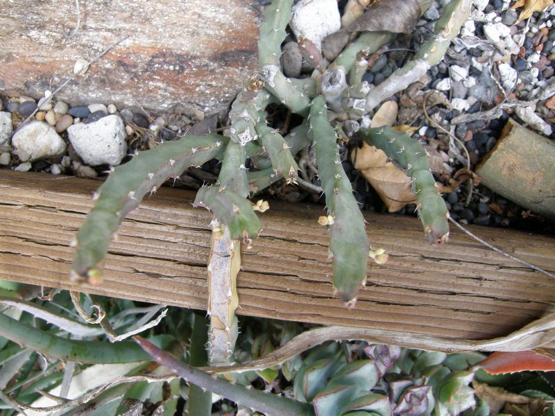 Euphorbia ambrosae flowering 4-09.JPG