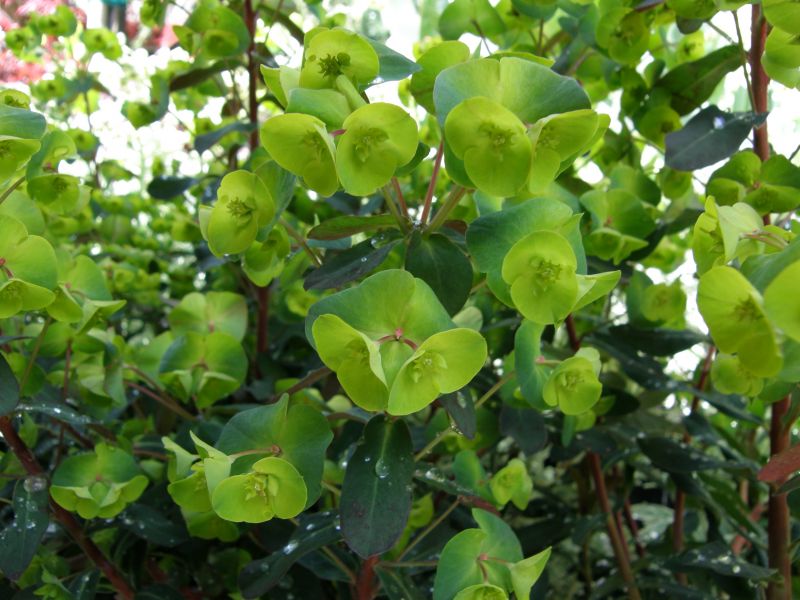 Euphorbia amygdaloides purpurea cyathia further.JPG