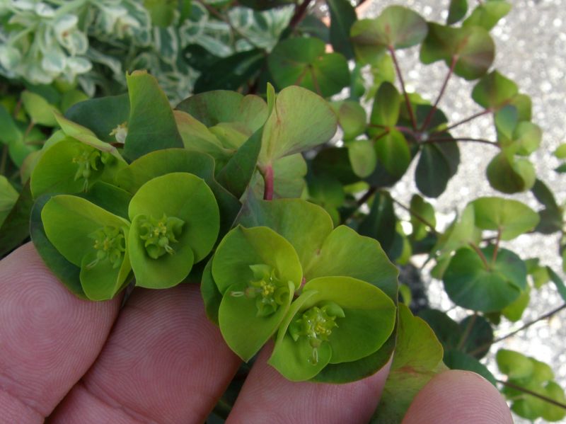 Euphorbia amygdaloides Purpurea cyathea.JPG