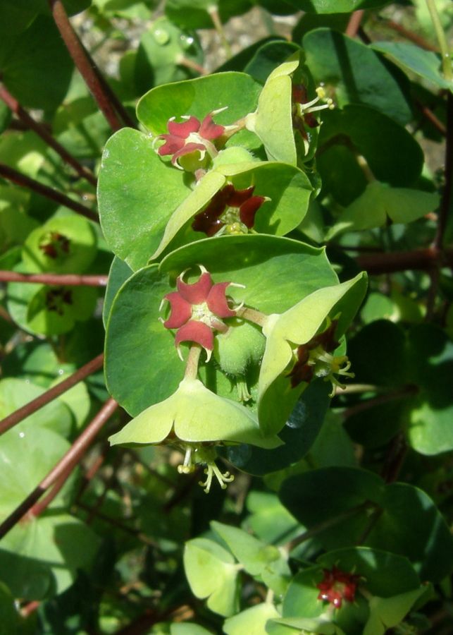 Euphorbia amygdaloides fancy cyathia.JPG