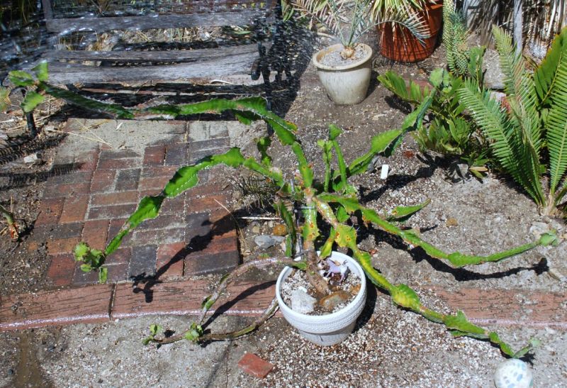 Euphorbia angularis potted Mankey.jpg