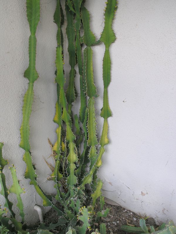 Euphorbia angularis mankey yet again.jpg