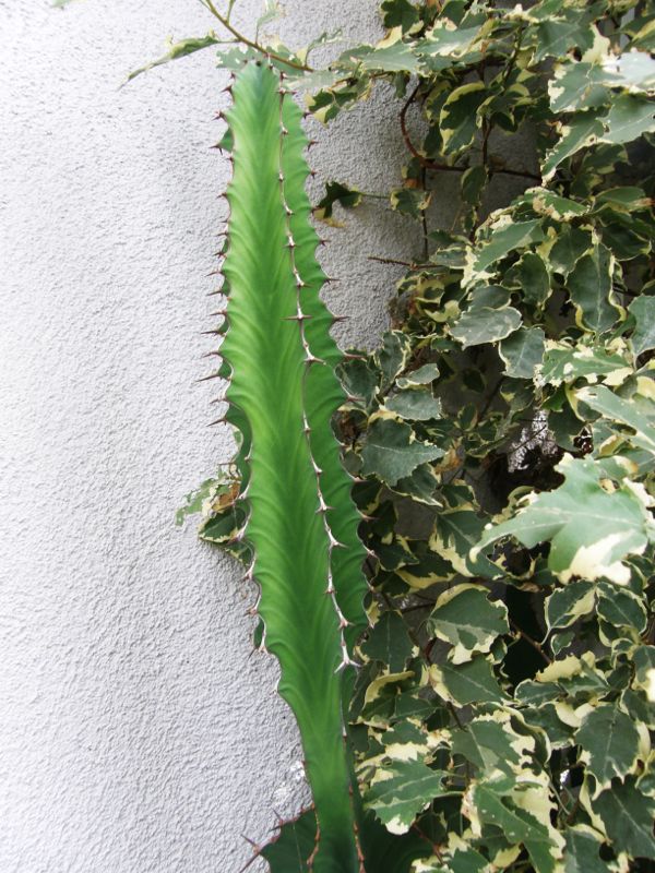 Euphorbia angularis update 11-08.jpg