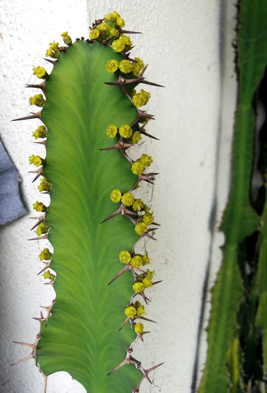 Euphorbia angularis flwoering Mankey.jpg