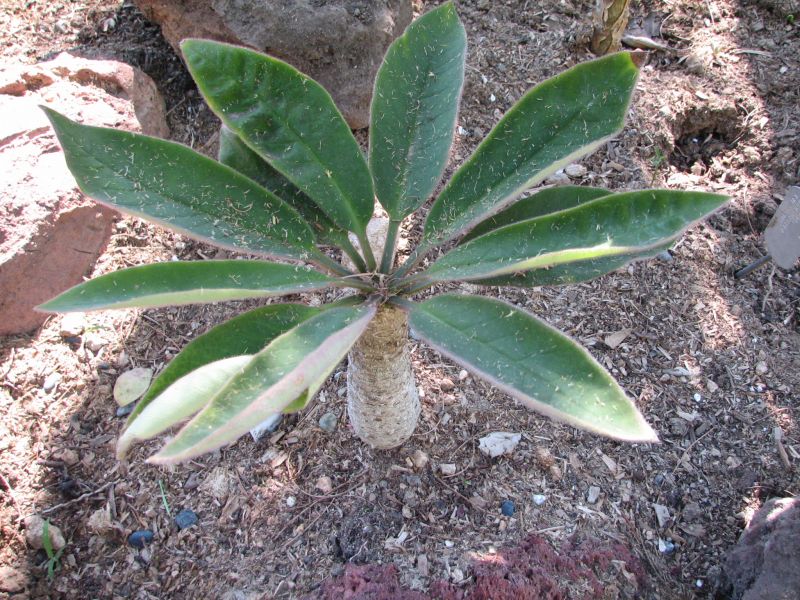 Euphorbia ankarensis H.JPG