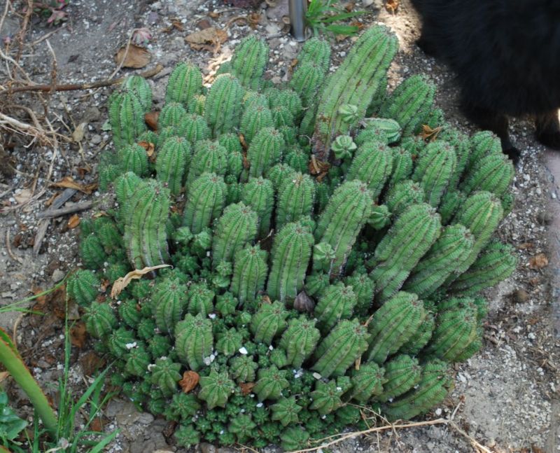 Euphorbia anoplia Mankey huge.jpg