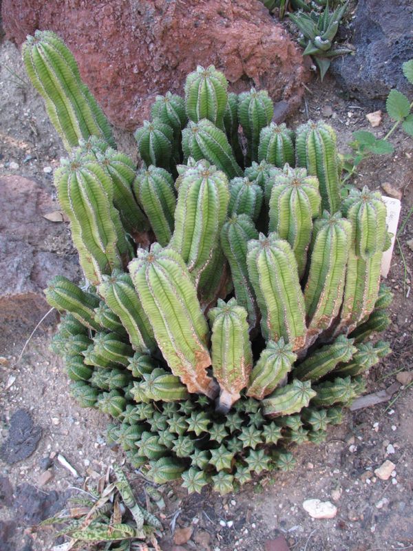 Euphorbia anoplias H.jpg