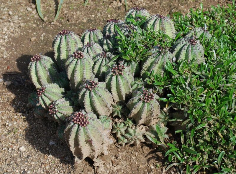 Euphorbia anoplia 2 larb.jpg