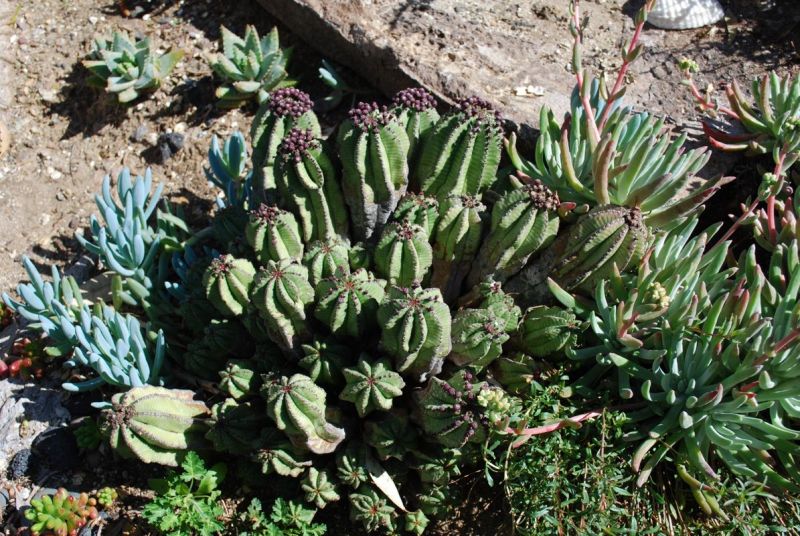 Euphorbia anoplia in sun Q.jpg