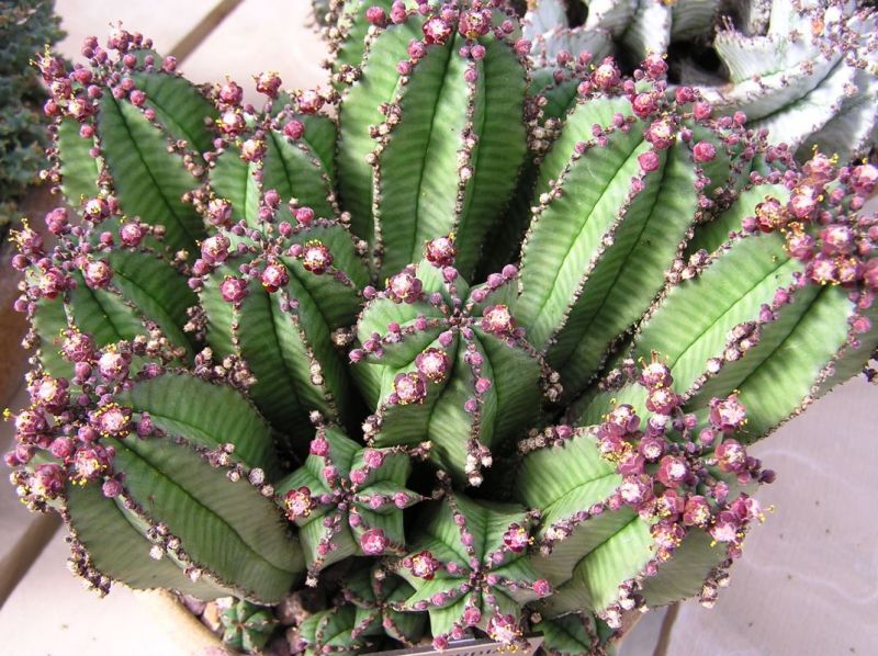 Euphorbia anoplia flowering feb H.jpg