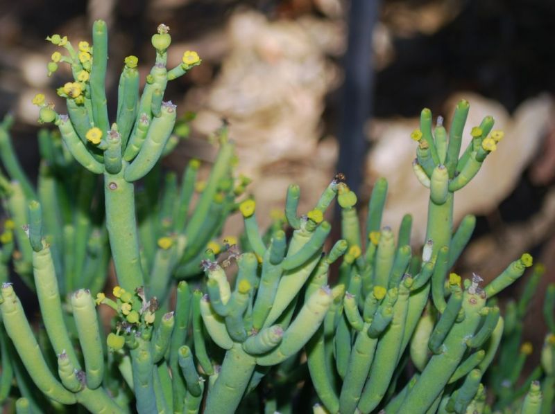 Euphorbia aphylla flowers (2).jpg