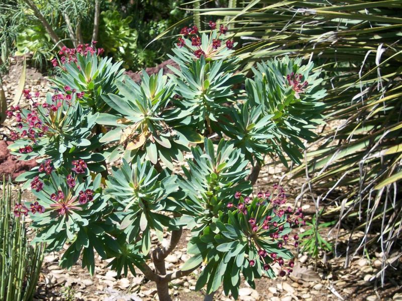 Euphorbia atropurpurea April.jpg