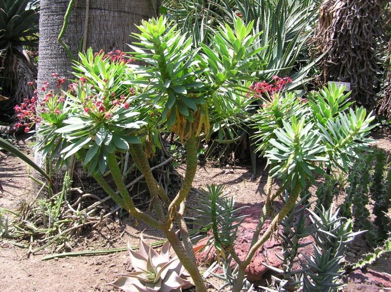 Euphorbia atropurpurea flower April H.jpg
