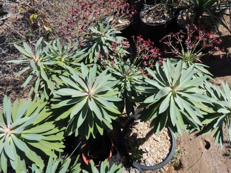 Euphorbia atropurpureas post flowering Peter.jpg