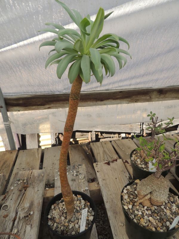 Euphorbia atropurpurea for sale Grigs.jpg