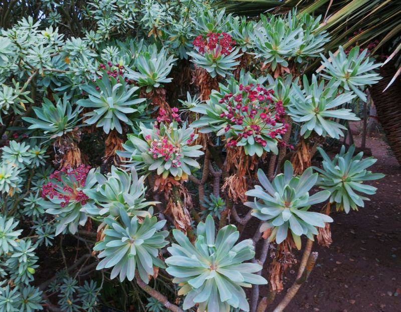 Euphorbia atropurpurea H.jpg