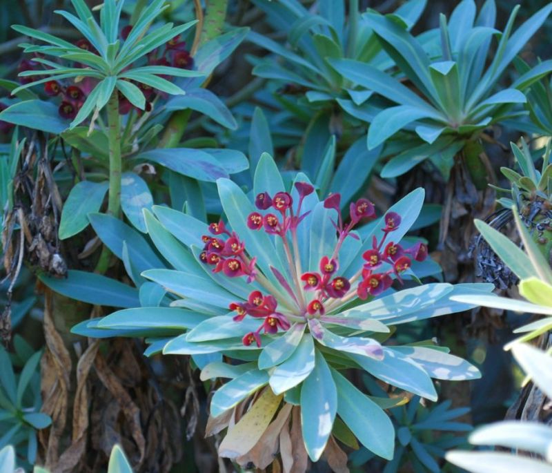 Euphorbia atropurpurea nice.jpg