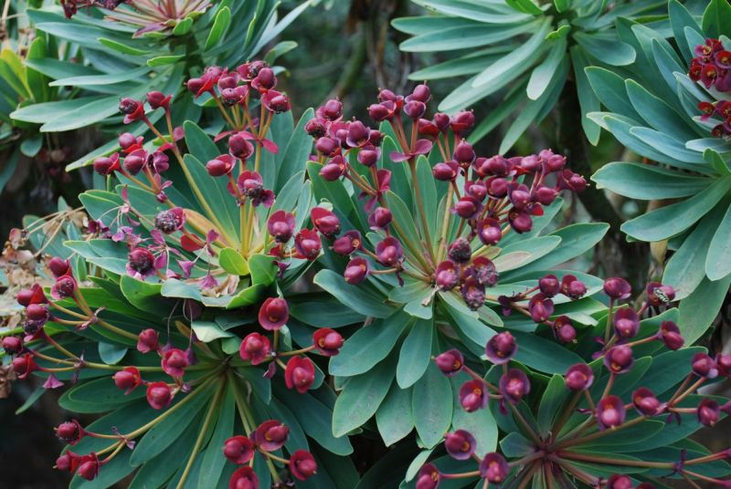 Euphorbia atropurpurea flowrs.jpg