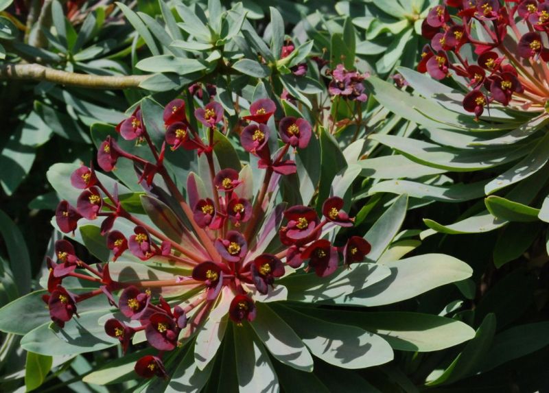 Euphorbia atropurpurea flowers March Huntington.jpg